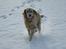 Golden retriever ludvig - 1 tur i steen. 10 måneder.