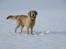 Golden retriever ludvig - 1 tur i steen. 10 måneder. han elskede det :-)