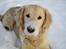 Golden retriever ludvig - 1 tur i steen. 10 måneder.