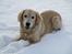 Golden retriever ludvig - 1 tur i steen. 10 måneder.