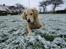 Golden retriever ludvig - 2 gang i sneen :)