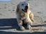 Golden retriever ludvig - en tur på stranden.