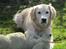 Golden retriever ludvig - 11 måneder