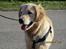 Golden retriever ludvig