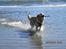 Golden retriever ludvig - han eeeelsker vand :-P
