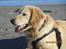 Golden retriever ludvig