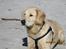 Golden retriever ludvig