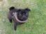 Mops Berta
