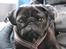 Mops Berta