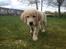 Golden retriever Carlo - Hvad laver du nu? Har du også fundet mad? - Carlo 9 uger