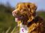 Nova scotia duck tolling retriever Leica - *NYT* 27/4-15
