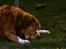 Nova scotia duck tolling retriever Leica - *NYT*