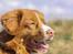 Nova scotia duck tolling retriever Leica - *NYT* 27/4-15
