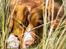 Nova scotia duck tolling retriever Leica - Velkommen til Leica's profil. Læg gerne en kommentar og bedømmelse.. <3 *NYT* 27/4-15