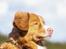 Nova scotia duck tolling retriever Leica - *NYT* 27/4-15