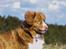 Nova scotia duck tolling retriever Leica - *NYT* 27/4-15