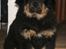 Tibetansk mastiff Dharma