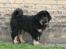 Tibetansk mastiff Dharma