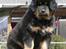 Tibetansk mastiff Dharma