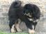 Tibetansk mastiff Dharma
