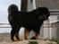 Tibetansk mastiff Dharma