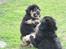 Tibetansk mastiff Dharma