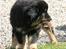 Tibetansk mastiff Dharma