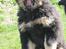 Tibetansk mastiff Dharma