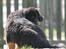 Tibetansk mastiff Dharma