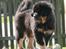 Tibetansk mastiff Dharma
