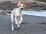 Pointer Tundra - April 2015