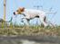 Pointer Tundra - April 2015