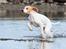 Pointer Tundra - April 2015