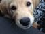Golden retriever Carlo - på vej hjem d. 25. april 2015