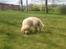 Golden retriever Carlo - Carlo synes det er ret sjovt at finde sin mad i haven - Carlo 9 uger