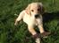 Golden retriever Carlo - fin lille skiderik med sin pind- Carlo 10 uger