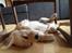 Golden retriever Carlo - velfortjent lur under spisebordet - Carlo 10 uger