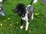 Blanding af racer Bastian  - Bastians far - puddel