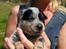 Australsk cattledog Betty