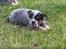 Australsk cattledog Betty