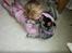 Australsk cattledog Betty