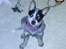 Australsk cattledog Betty