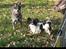 Australsk cattledog Betty