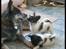 Australsk cattledog Betty