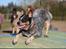 Australsk cattledog Betty