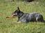 Australsk cattledog Betty