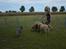 Australsk cattledog Betty