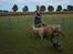 Australsk cattledog Betty