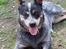 Australsk cattledog Betty