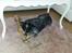 Australsk cattledog Betty